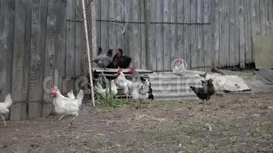 灰白色的母鸡和公鸡在靠近灰色木栅栏的农村院子里互相追逐